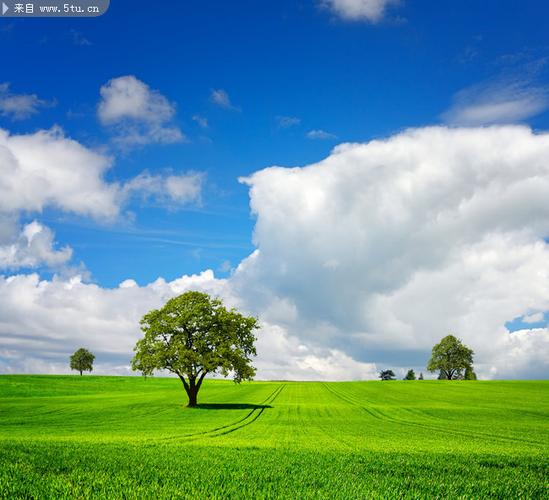 想玩青青草原？教你快速下载安装的方法