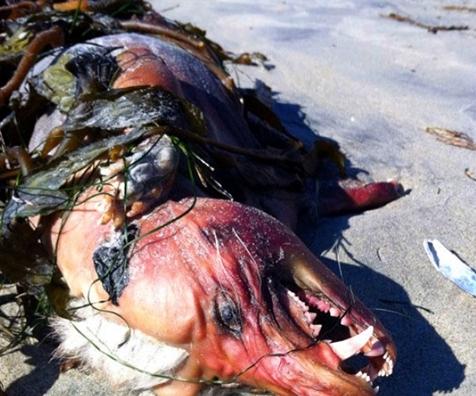 黑暗邻居最新消息：楼上惊现尸体，真相令人毛骨悚然！