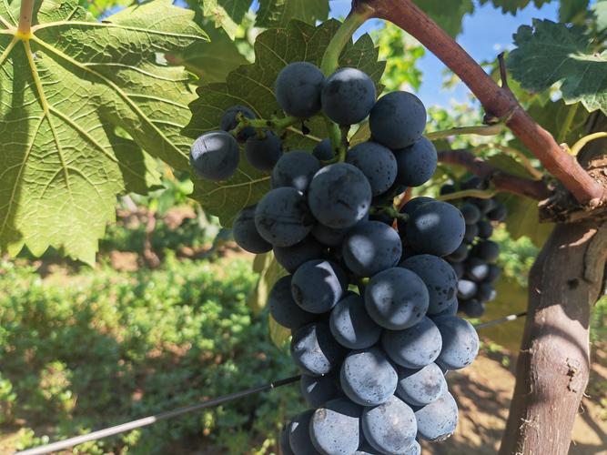 葡萄成熟时下载安卓慢怎么办？提速方法快速掌握！