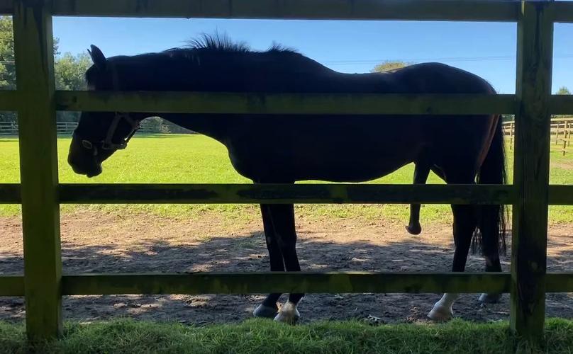 种马V0.11版更新了什么？(新功能详细解析分享)