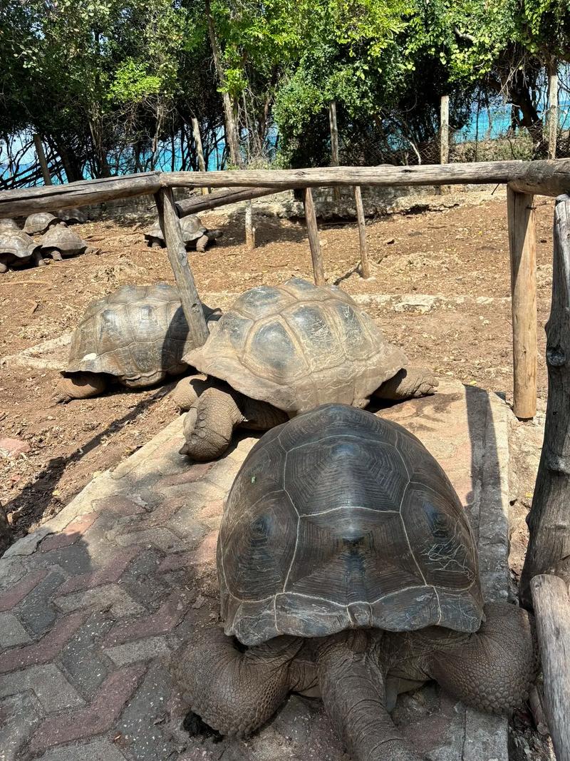 为什么下载监狱岛的巨乳女看守安卓？优点全解析！