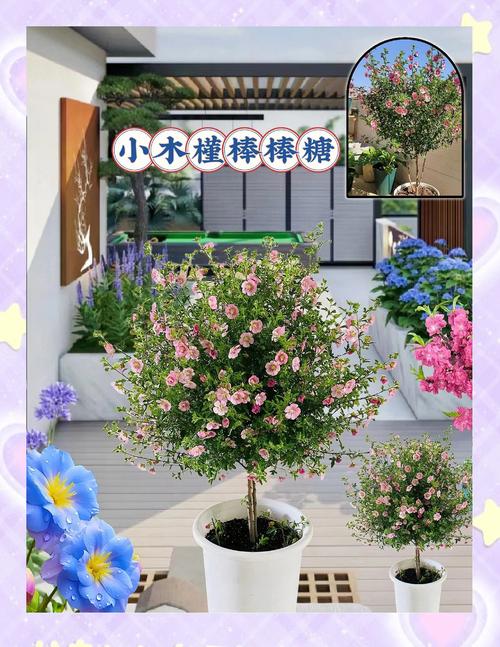 棒棒糖夏天安卓新特性有哪些？带你体验核心亮点