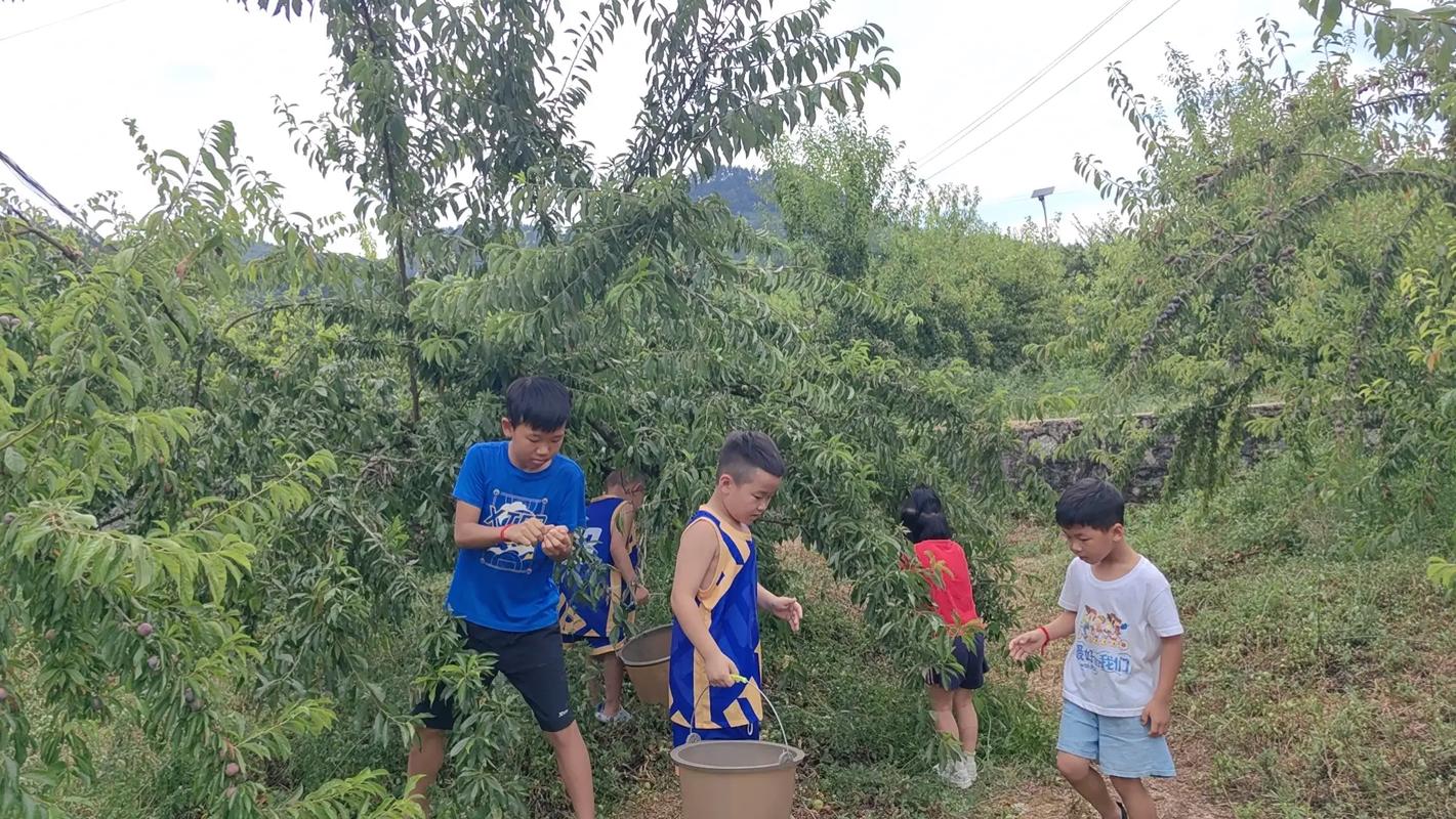 乡村生活的快乐暑假安卓汉化版哪个好？(热门版本对比推荐)