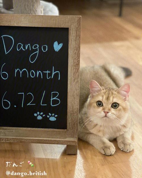 DANGO最新版本是多少？手把手教你如何更新到最新版！