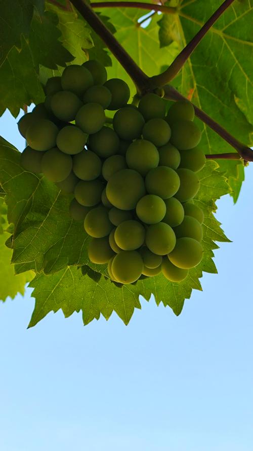 葡萄成熟时下载安卓慢怎么办？提速方法快速掌握！