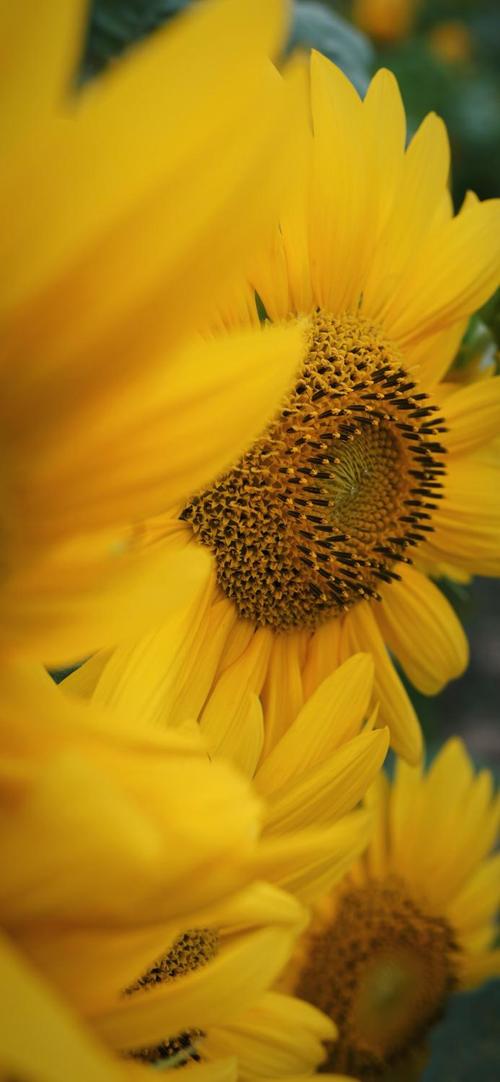 一夏之花官方网站优势在哪(盘点这些超值好处)