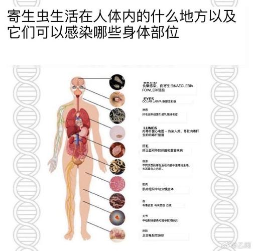 内部寄生虫更新地址怎么找(掌握这5个方法快速搞定)