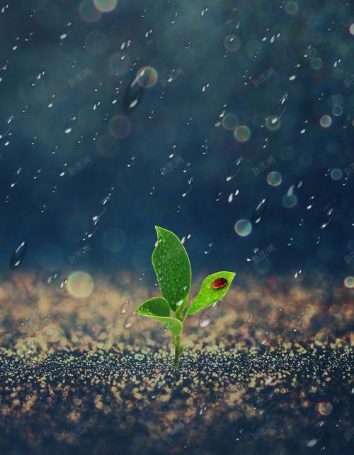 雨季官方网站:便捷查询,快速了解