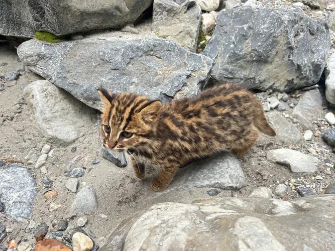 野猫最新版本是多少？新功能下载和安装详细指南！