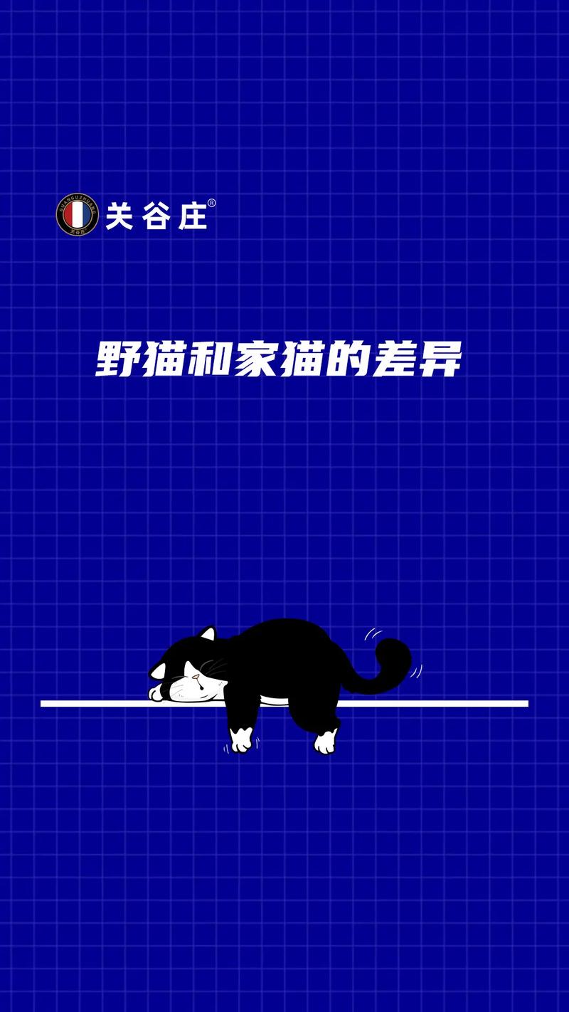 野猫官方网站内容有哪些?(独家玩法一键体验)