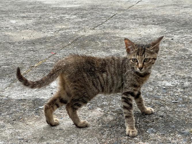 野猫最新版本是多少？新功能下载和安装详细指南！