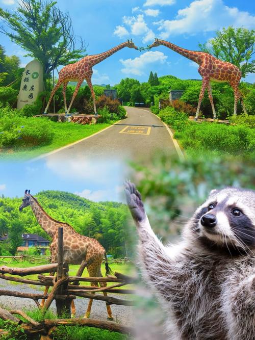 蓝宝石野生动物园官方下载最新版在哪找?认准这个正版安全渠道